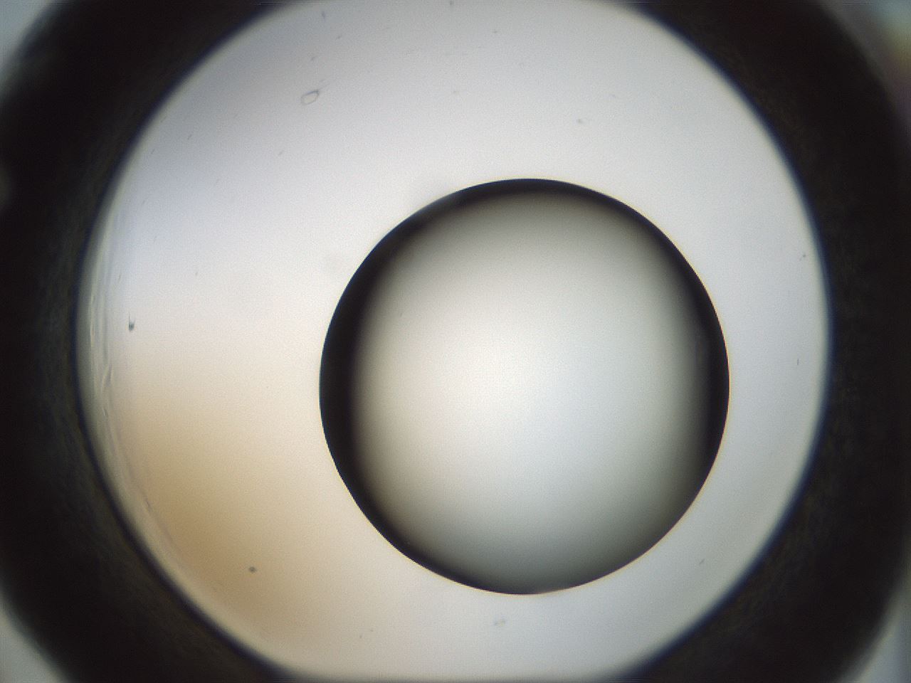 folderID300_plateID1300_batchID4268_wellNum66_profileID1_d1_r78745_ef.jpg