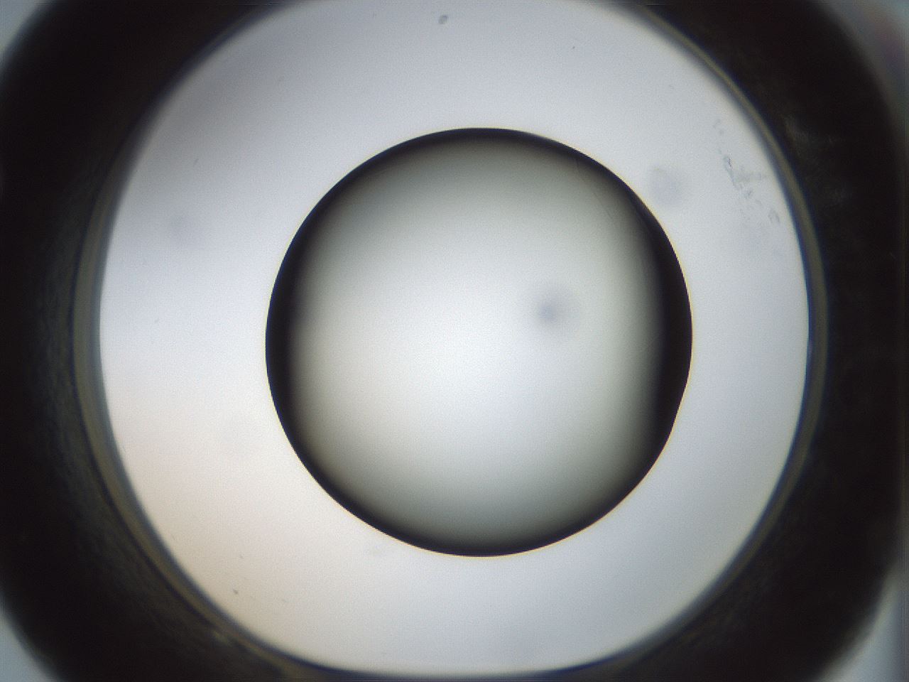 folderID300_plateID1300_batchID4268_wellNum68_profileID1_d1_r78747_ef.jpg