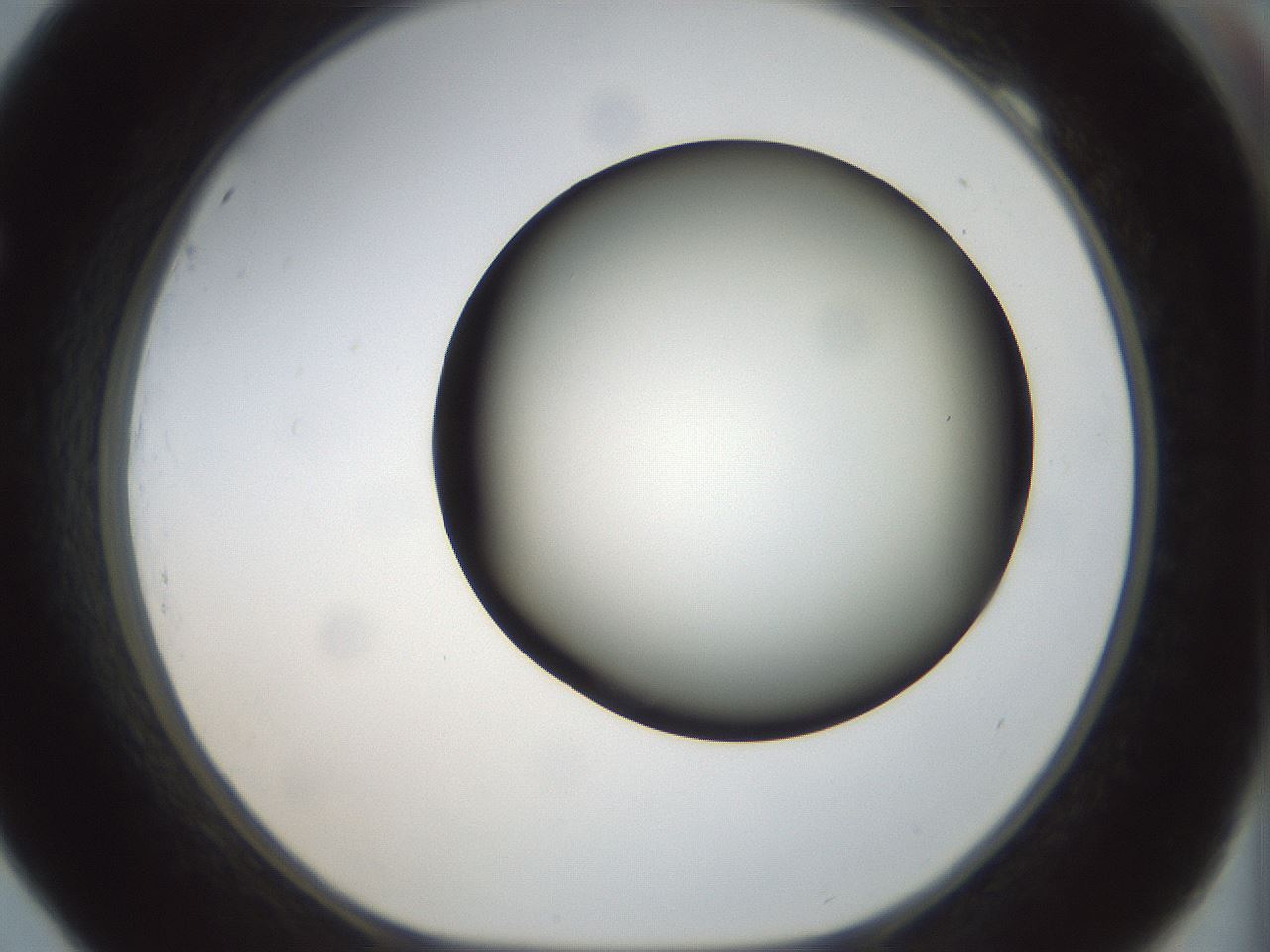 folderID300_plateID1300_batchID4268_wellNum69_profileID1_d1_r78748_ef.jpg