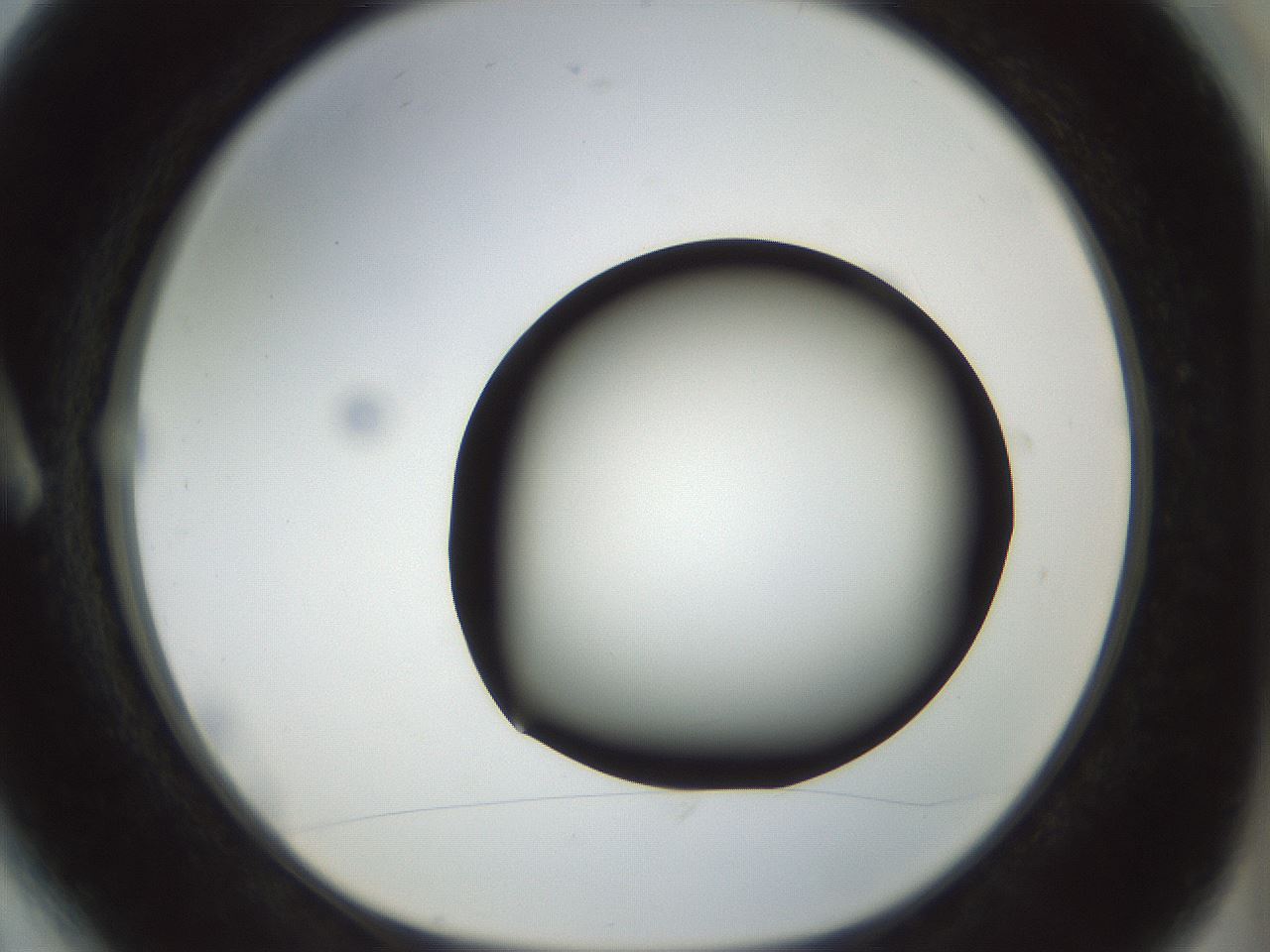 folderID300_plateID1300_batchID4268_wellNum6_profileID1_d1_r78685_ef.jpg
