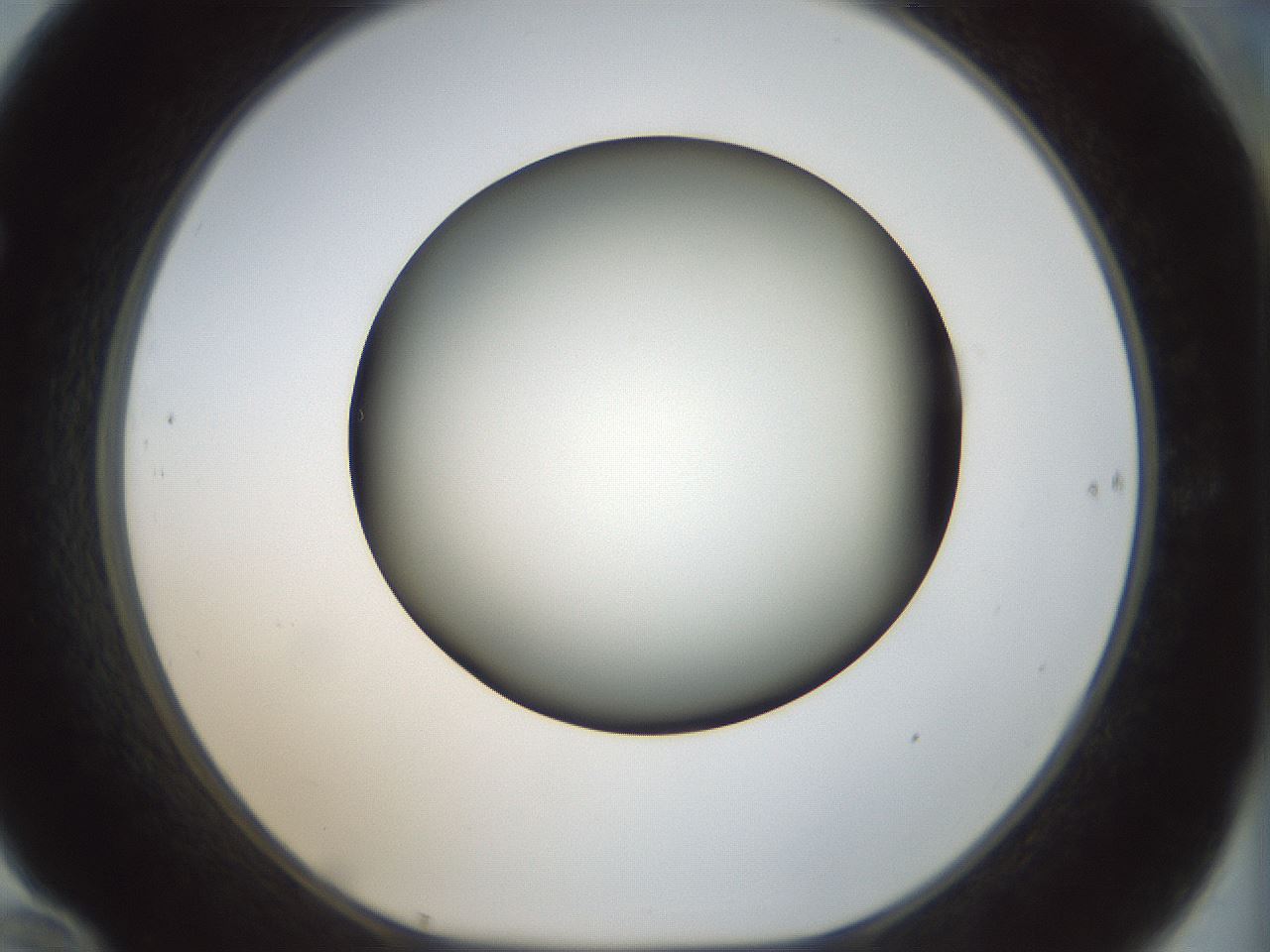 folderID300_plateID1300_batchID4268_wellNum70_profileID1_d1_r78749_ef.jpg