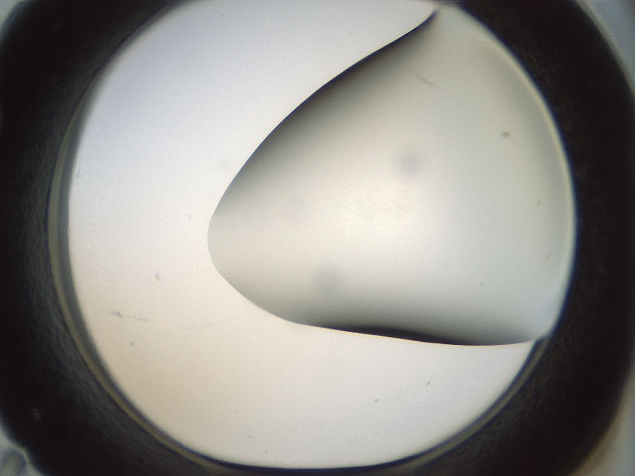 folderID300_plateID1300_batchID4268_wellNum71_profileID1_d1_r78750_ef.jpg