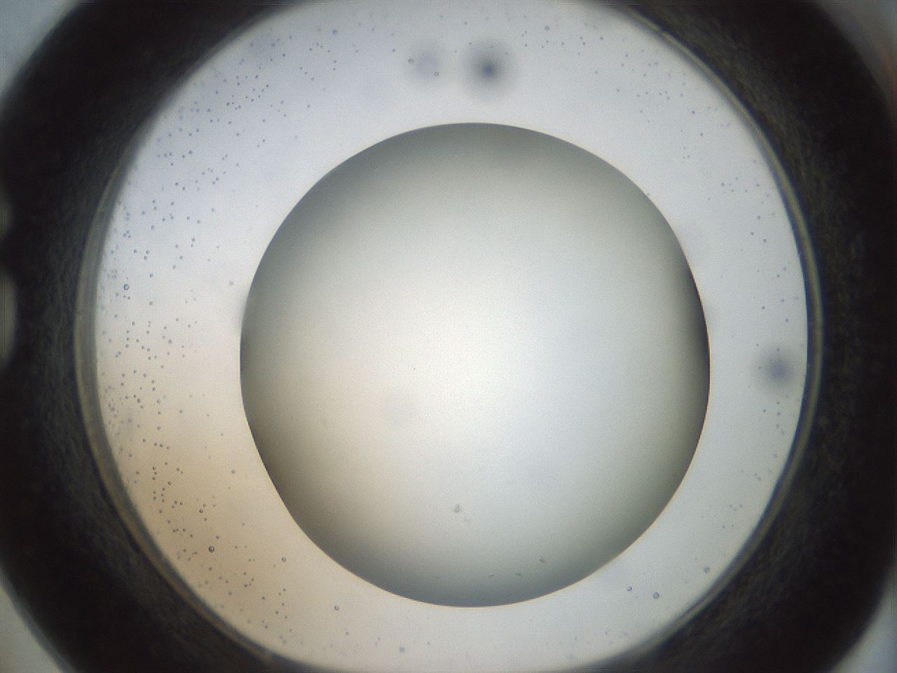 folderID300_plateID1300_batchID4268_wellNum73_profileID1_d1_r78752_ef.jpg