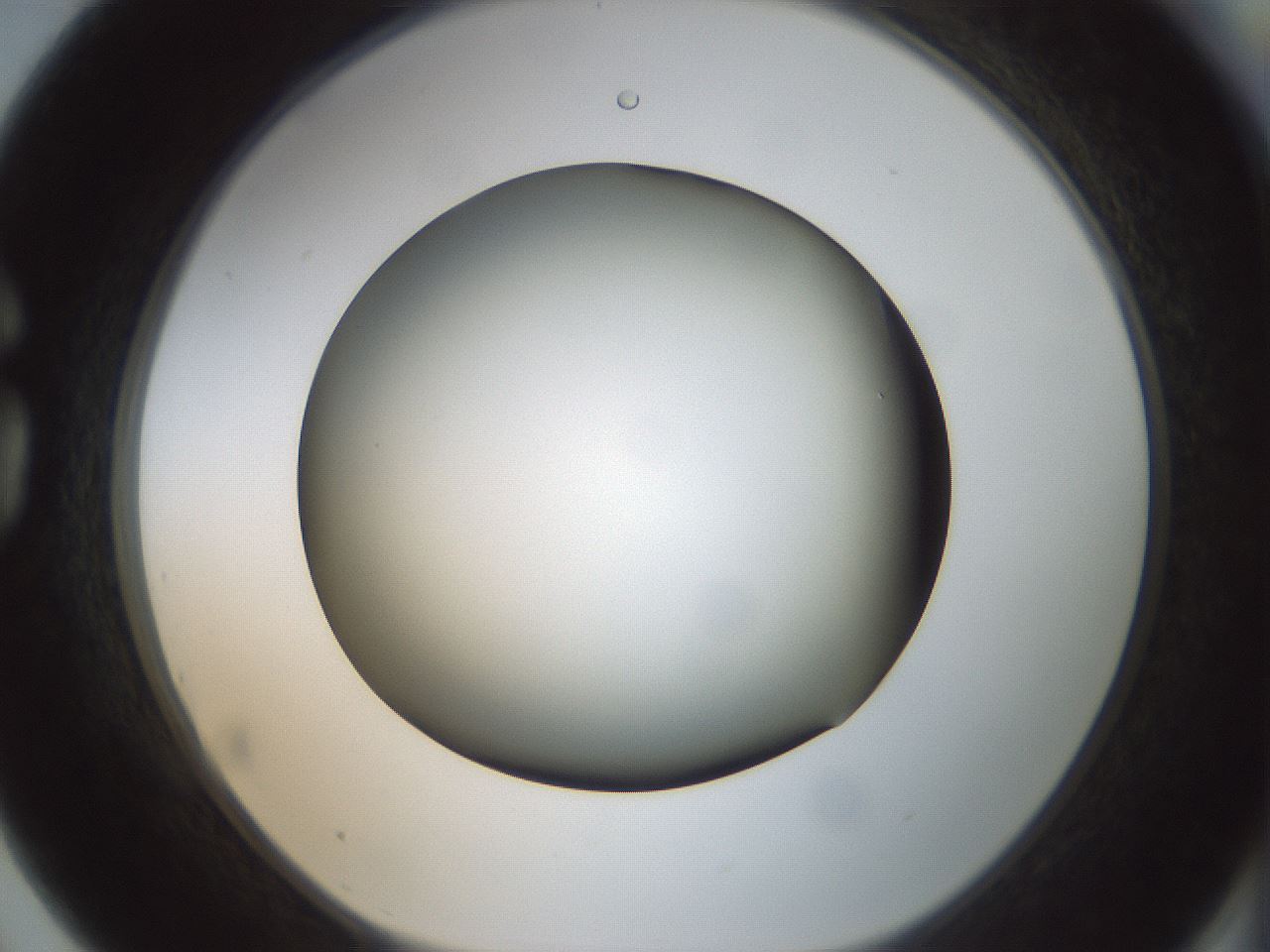 folderID300_plateID1300_batchID4268_wellNum75_profileID1_d1_r78754_ef.jpg