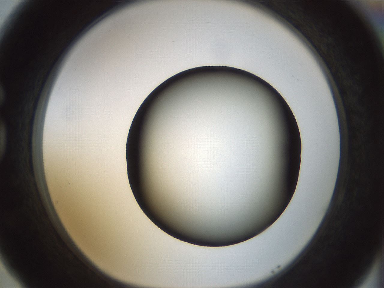 folderID300_plateID1300_batchID4268_wellNum77_profileID1_d1_r78756_ef.jpg