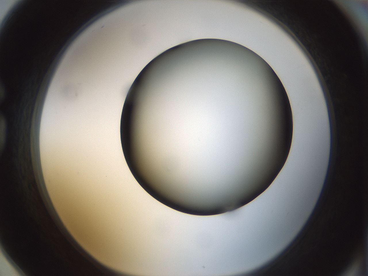 folderID300_plateID1300_batchID4268_wellNum78_profileID1_d1_r78757_ef.jpg
