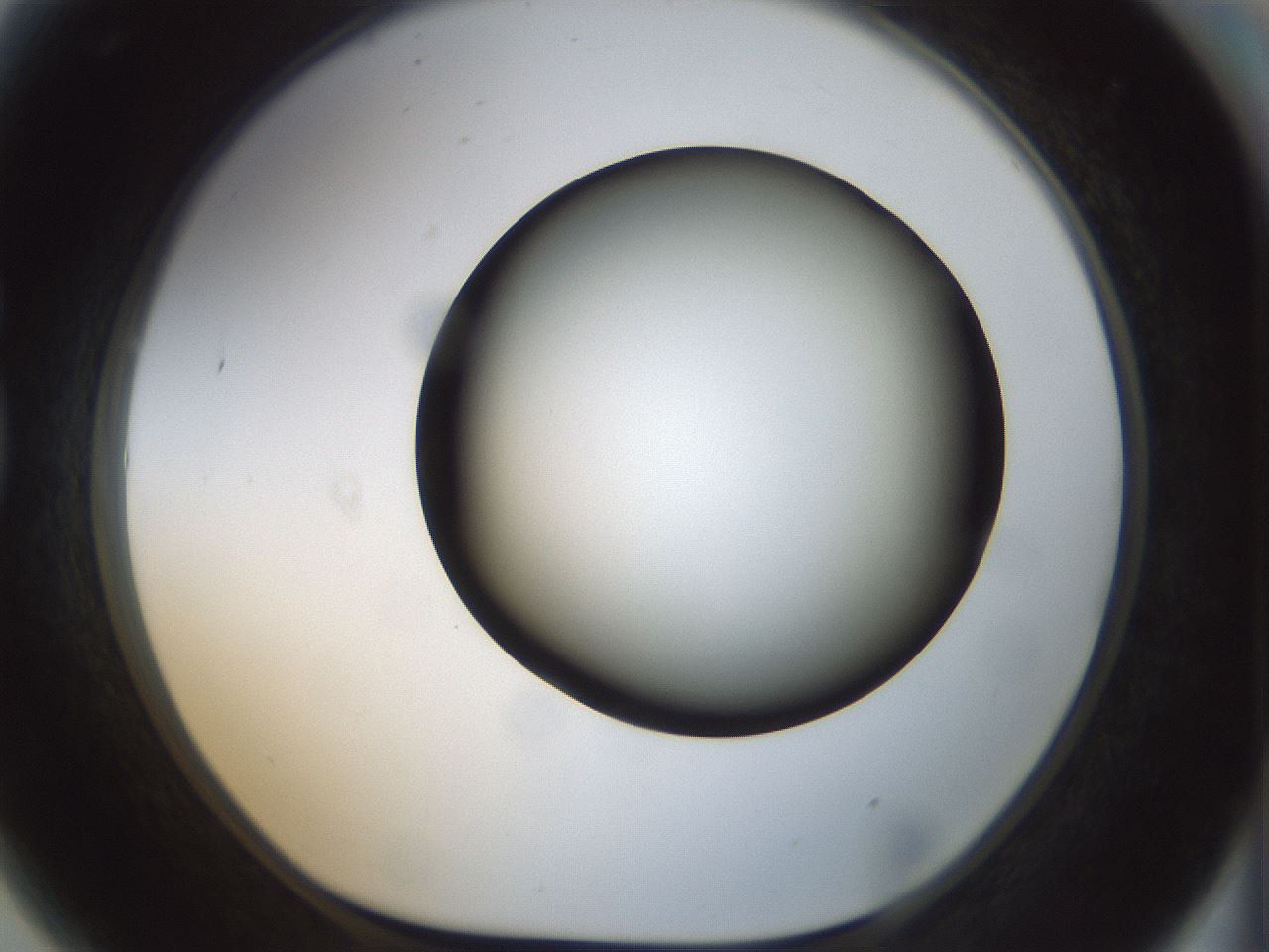 folderID300_plateID1300_batchID4268_wellNum81_profileID1_d1_r78760_ef.jpg
