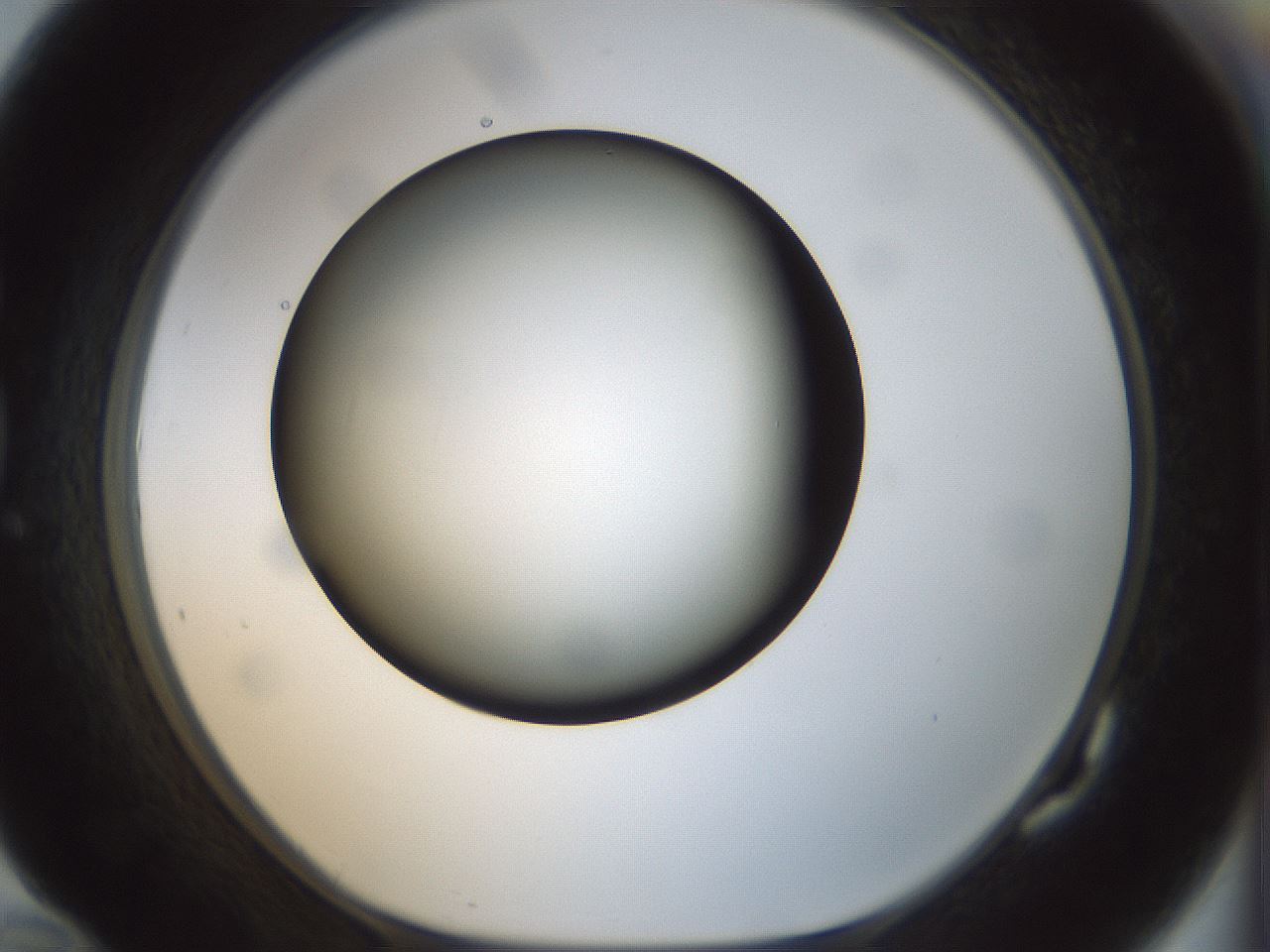 folderID300_plateID1300_batchID4268_wellNum82_profileID1_d1_r78761_ef.jpg