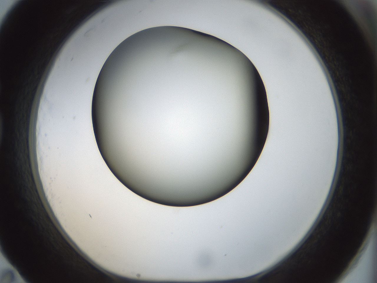 folderID300_plateID1300_batchID4268_wellNum83_profileID1_d1_r78762_ef.jpg