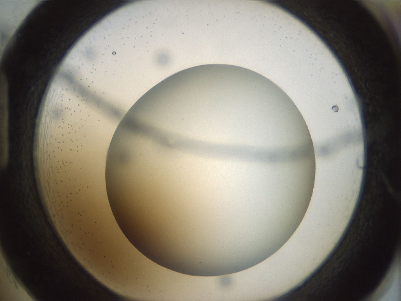 folderID300_plateID1300_batchID4268_wellNum85_profileID1_d1_r78764_ef.jpg