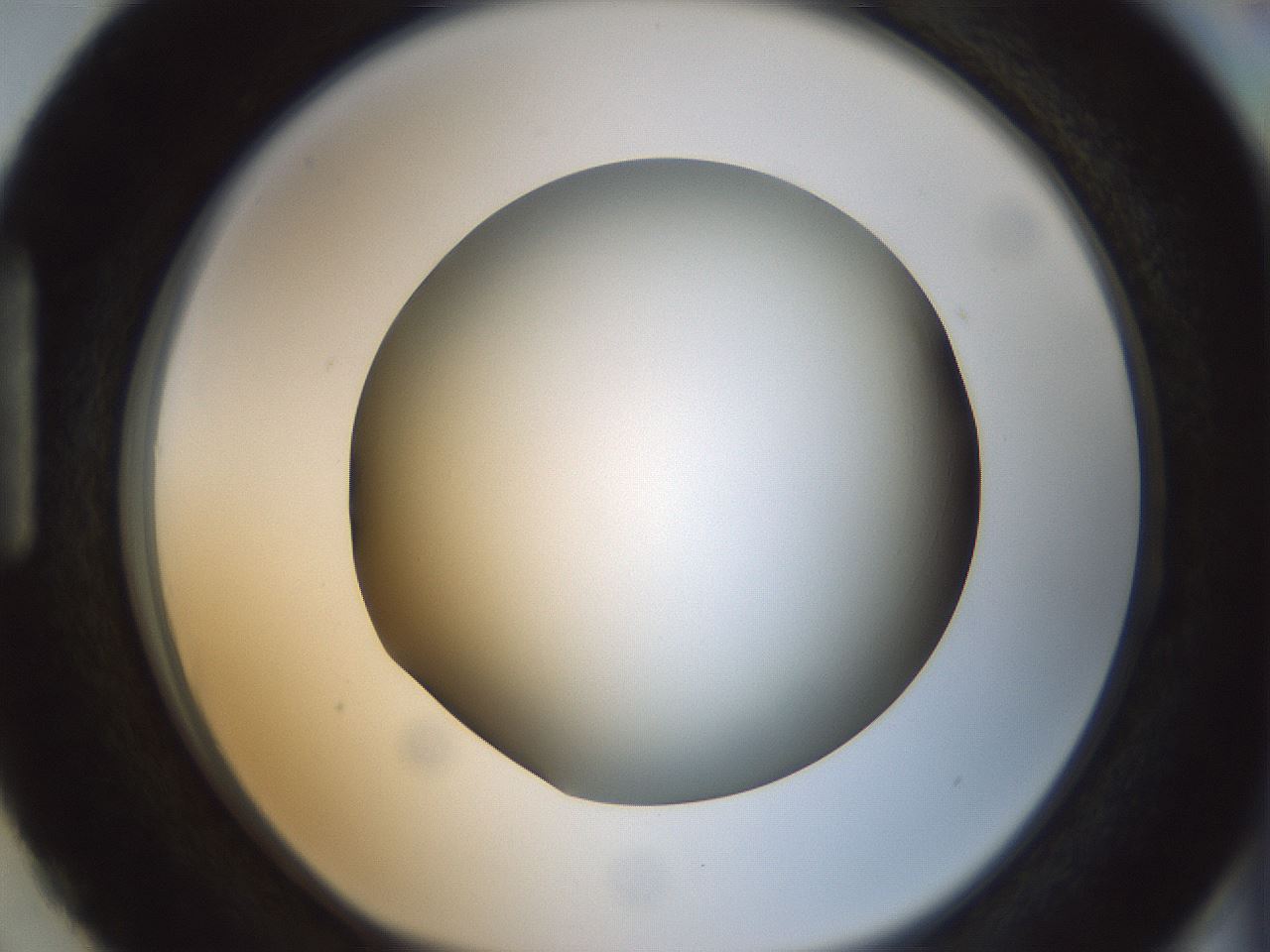 folderID300_plateID1300_batchID4268_wellNum87_profileID1_d1_r78766_ef.jpg
