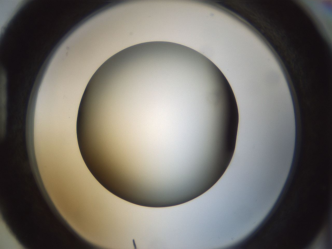 folderID300_plateID1300_batchID4268_wellNum88_profileID1_d1_r78767_ef.jpg