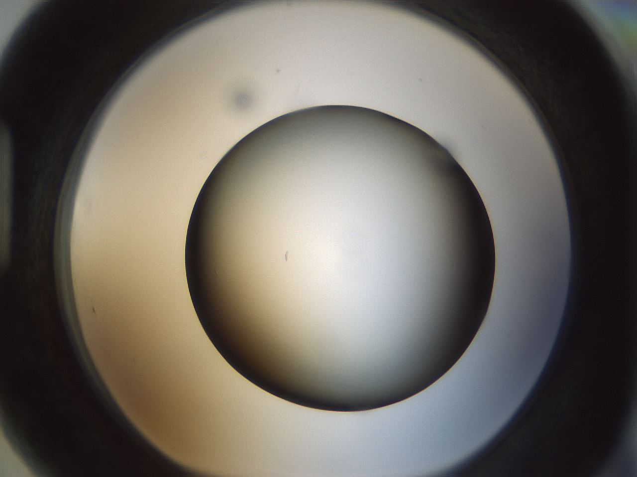 folderID300_plateID1300_batchID4268_wellNum89_profileID1_d1_r78768_ef.jpg