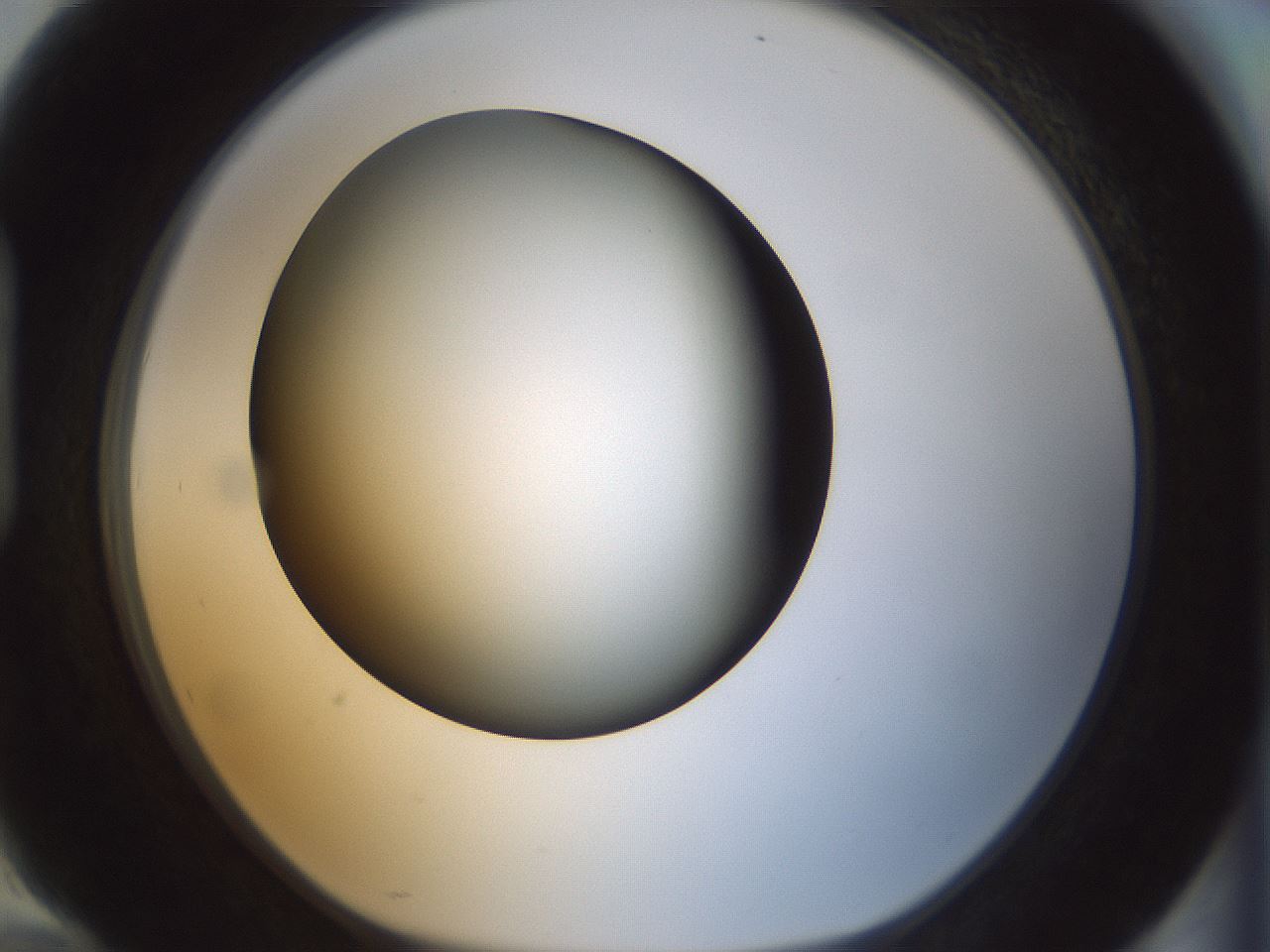 folderID300_plateID1300_batchID4268_wellNum94_profileID1_d1_r78773_ef.jpg