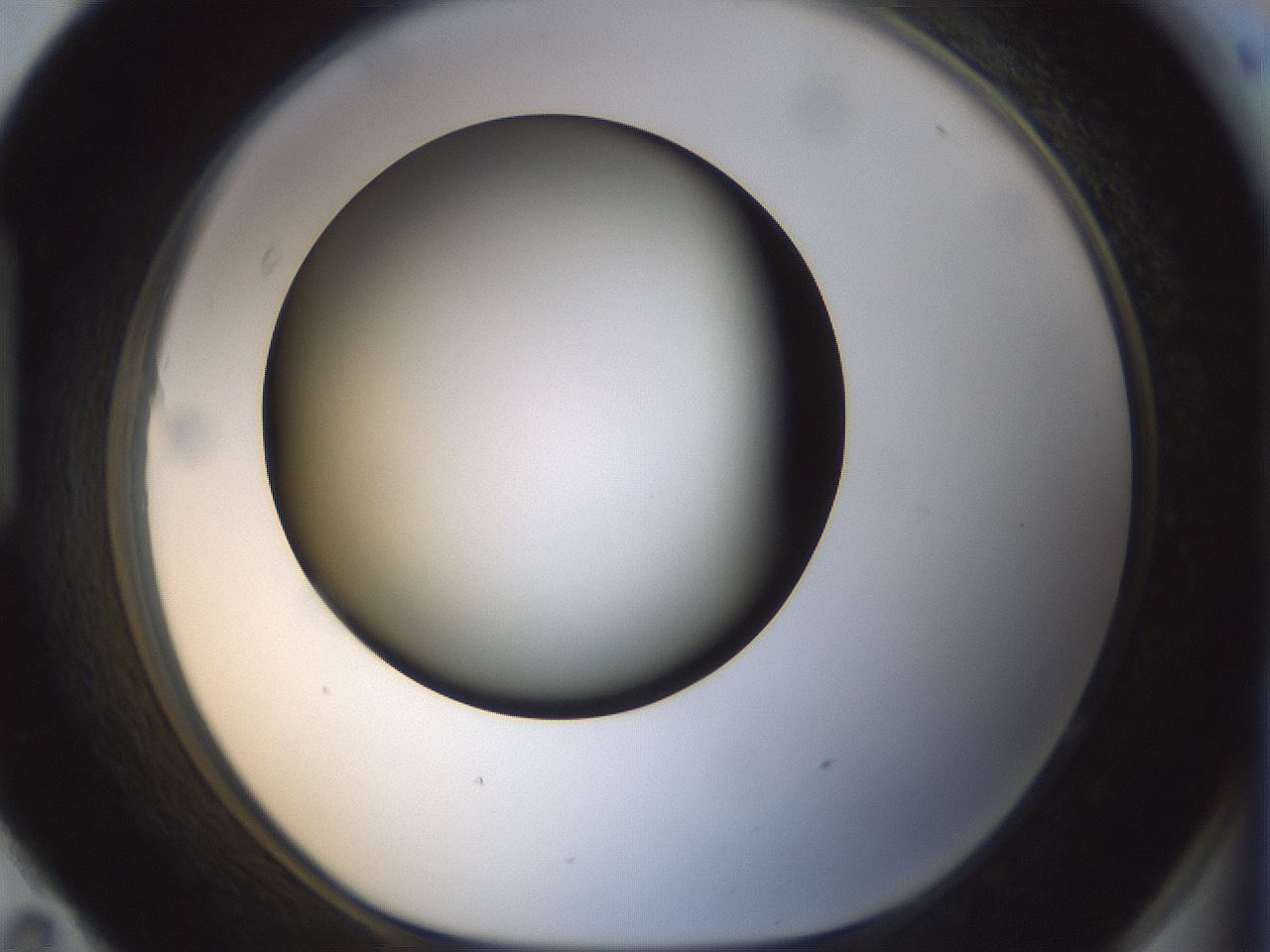 folderID300_plateID1300_batchID4268_wellNum95_profileID1_d1_r78774_ef.jpg