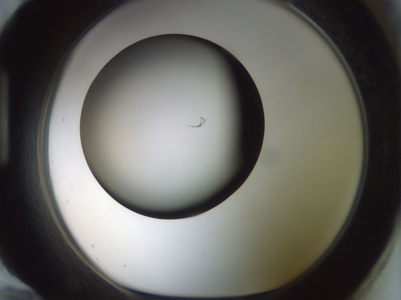 folderID300_plateID1300_batchID4268_wellNum96_profileID1_d1_r78775_ef.jpg