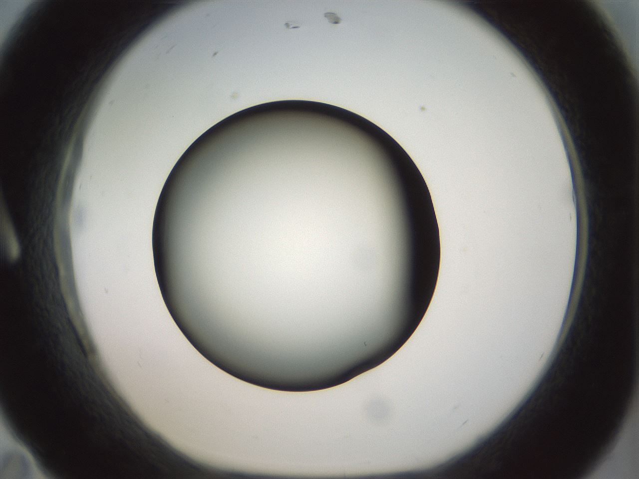 folderID300_plateID1300_batchID4305_wellNum11_profileID1_d1_r78690_ef.jpg