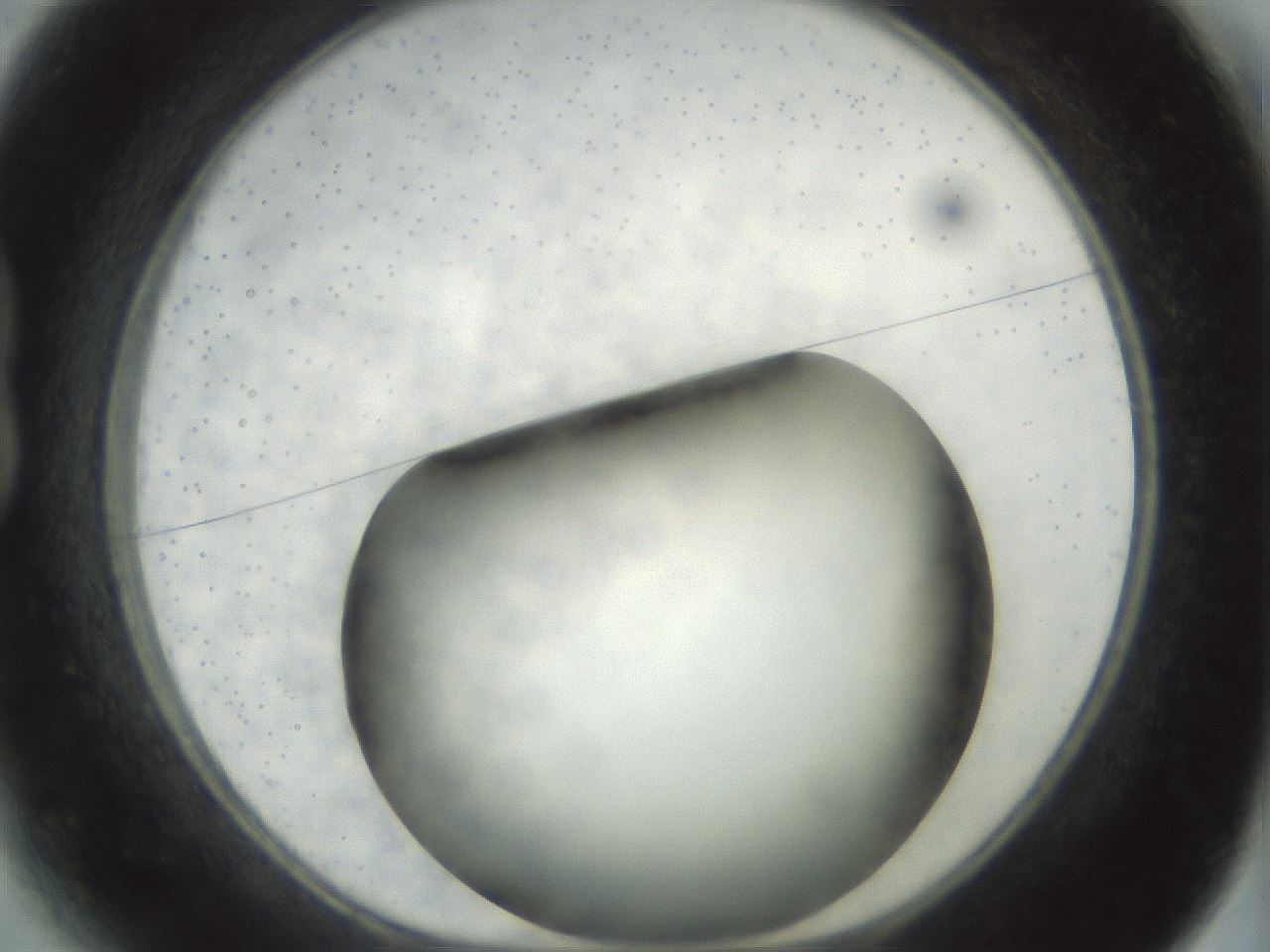 folderID300_plateID1300_batchID4305_wellNum13_profileID1_d1_r78692_ef.jpg