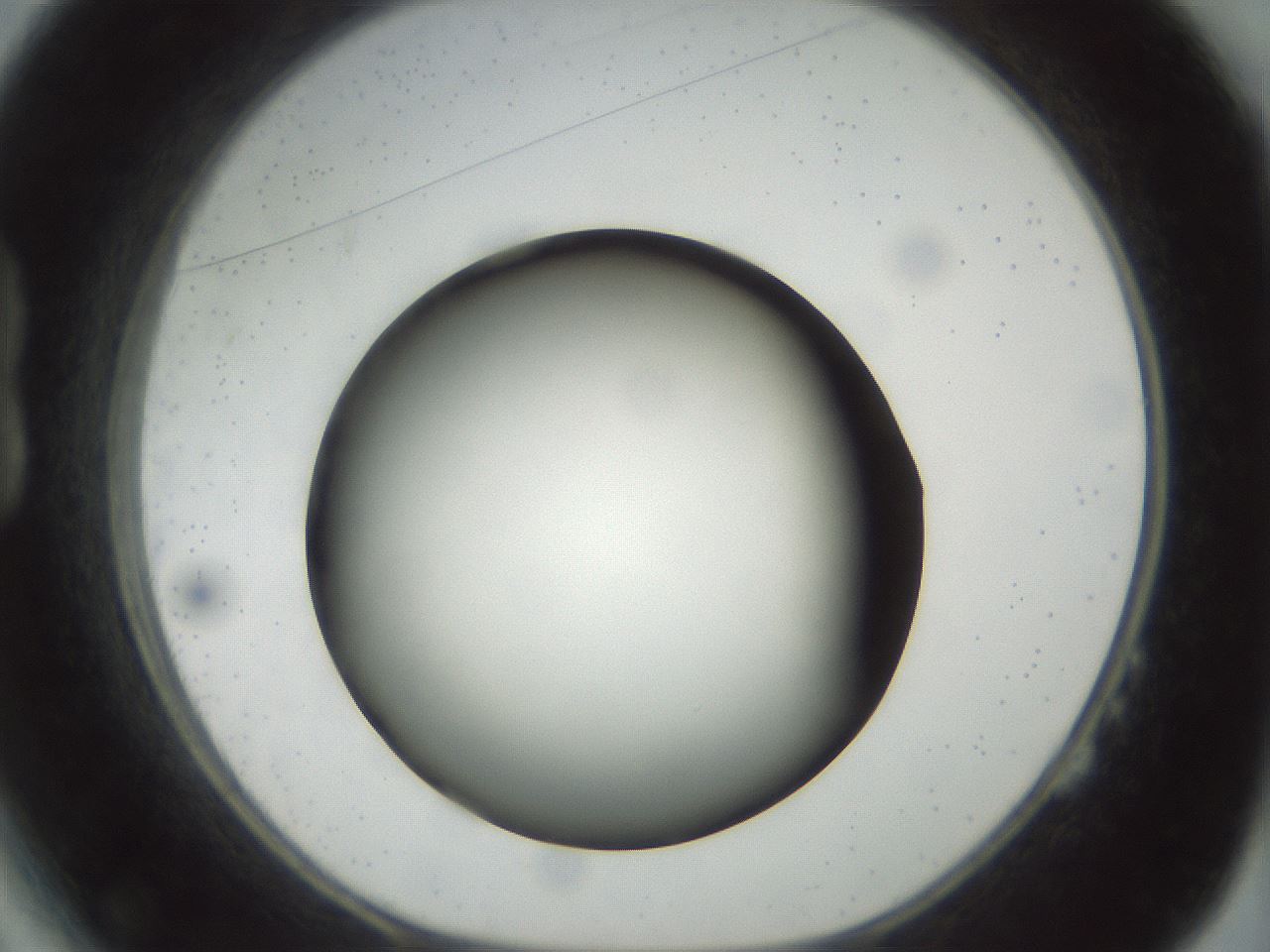 folderID300_plateID1300_batchID4305_wellNum14_profileID1_d1_r78693_ef.jpg
