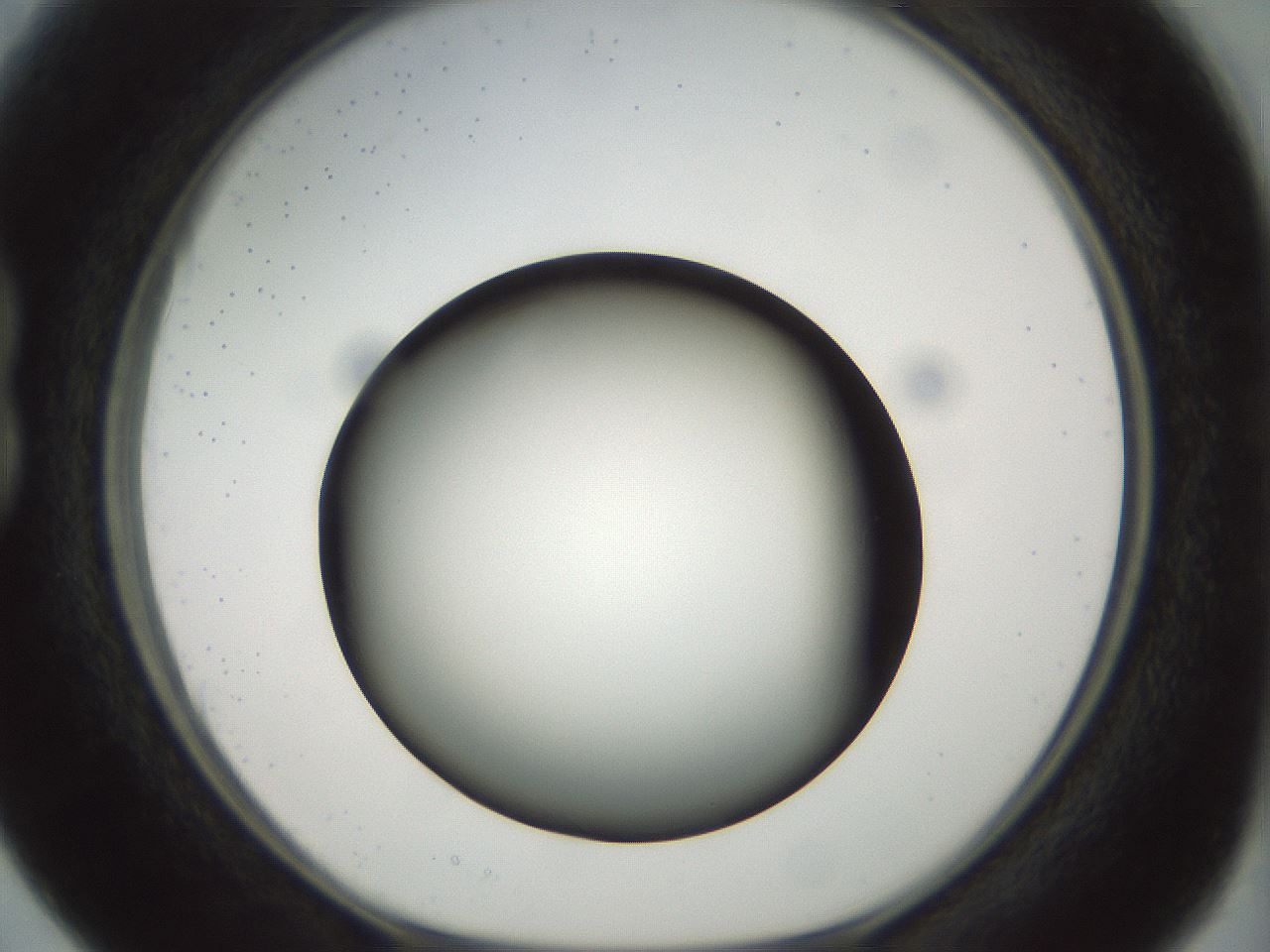folderID300_plateID1300_batchID4305_wellNum15_profileID1_d1_r78694_ef.jpg