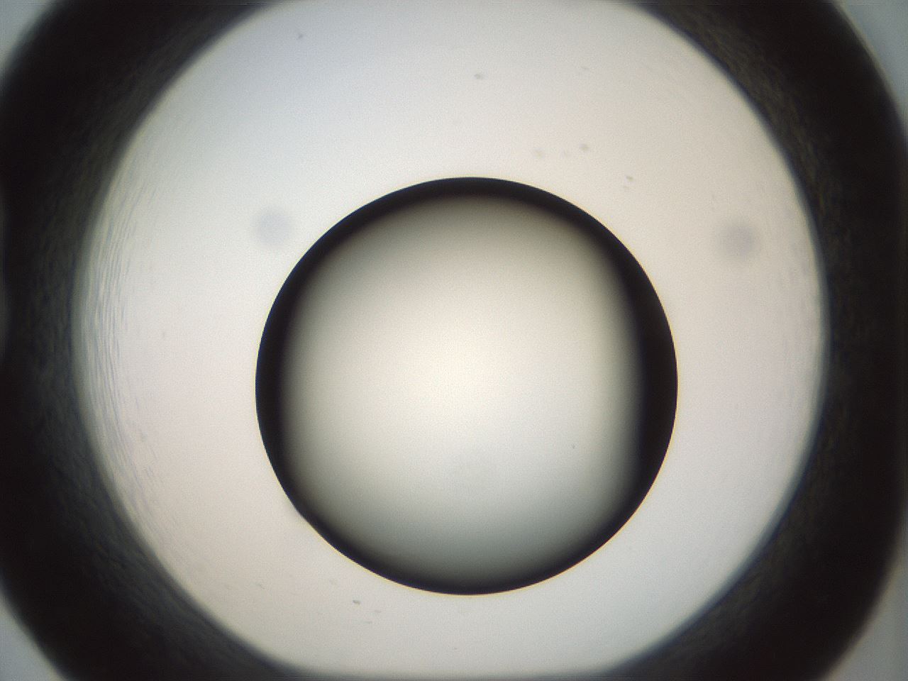 folderID300_plateID1300_batchID4305_wellNum20_profileID1_d1_r78699_ef.jpg