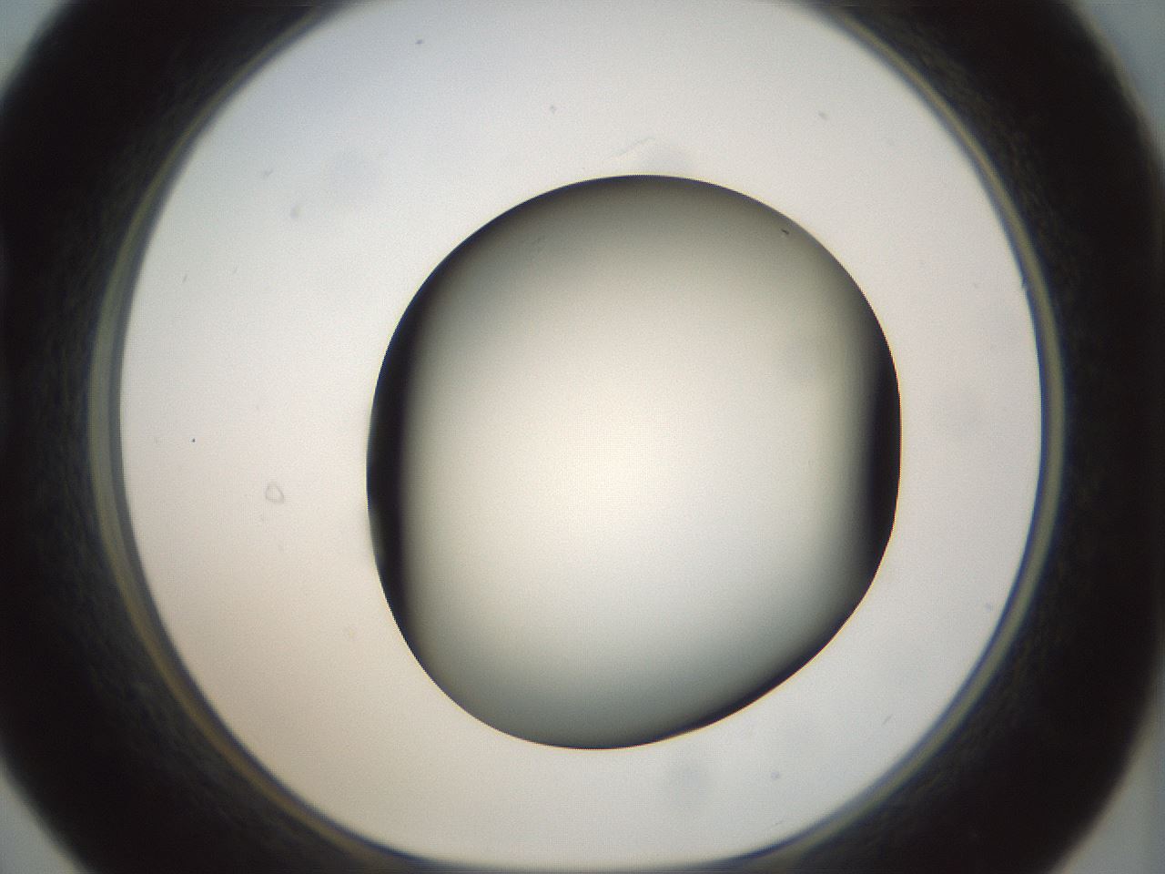 folderID300_plateID1300_batchID4305_wellNum21_profileID1_d1_r78700_ef.jpg