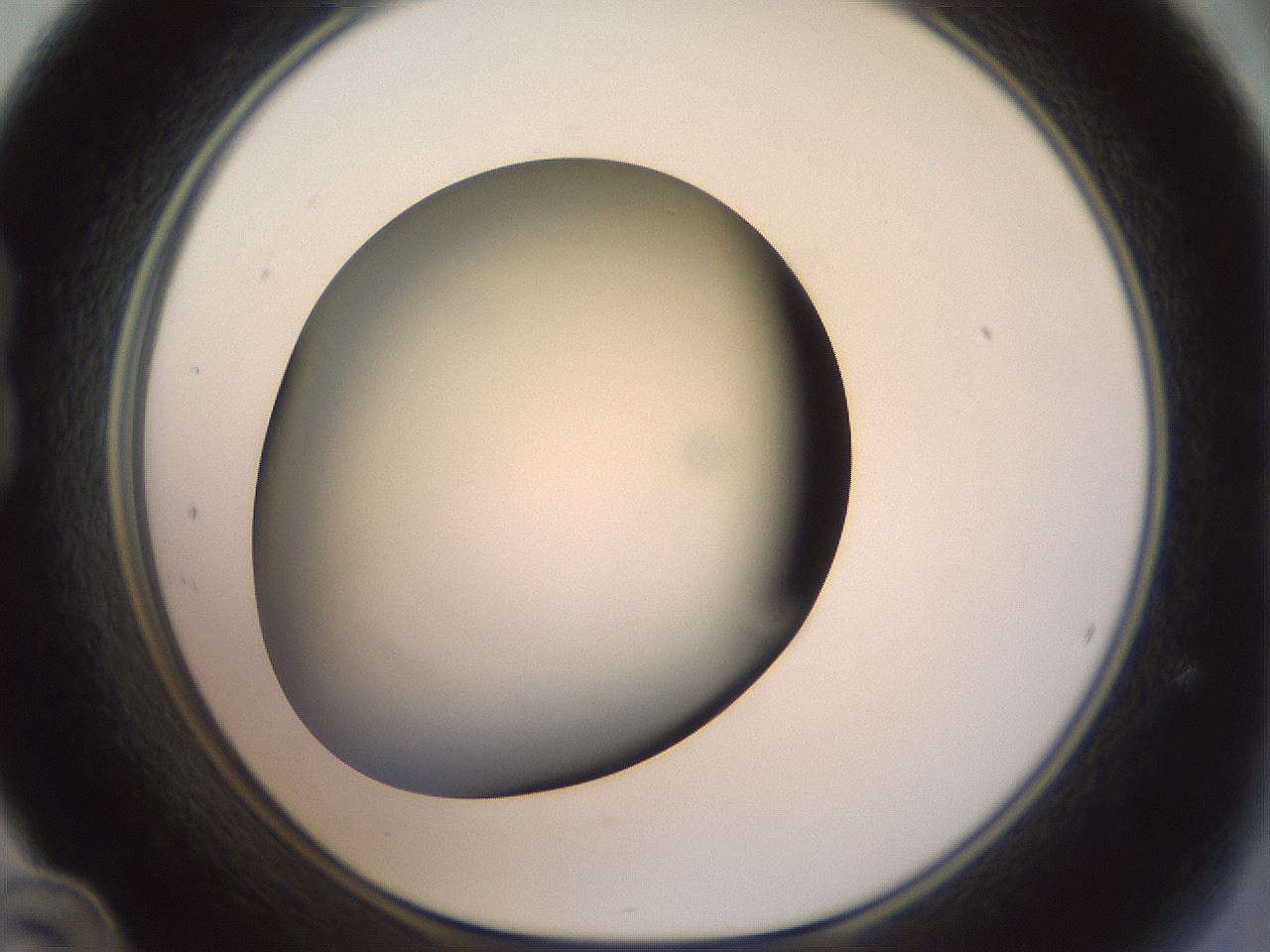 folderID300_plateID1300_batchID4305_wellNum24_profileID1_d1_r78703_ef.jpg