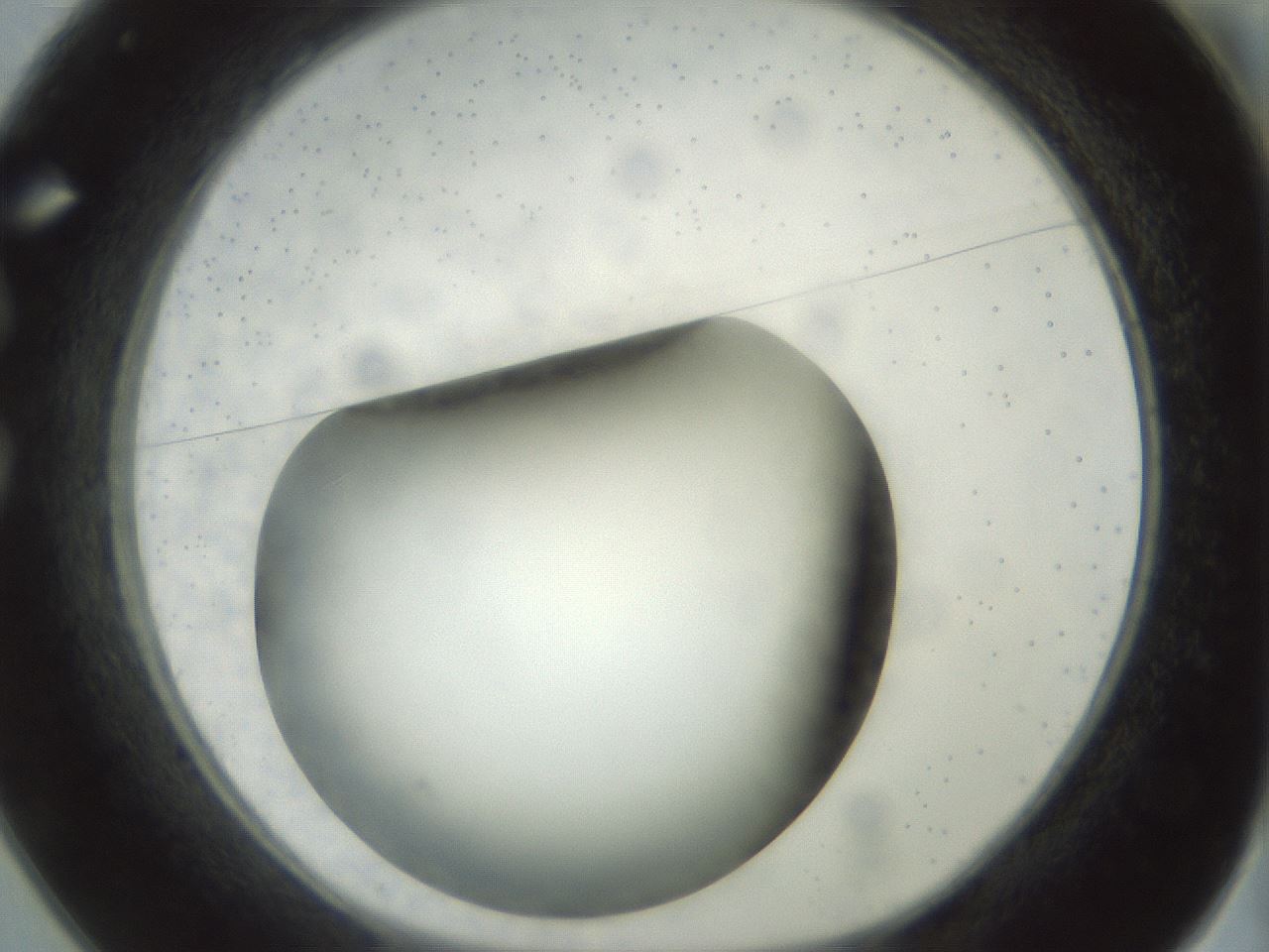 folderID300_plateID1300_batchID4305_wellNum25_profileID1_d1_r78704_ef.jpg