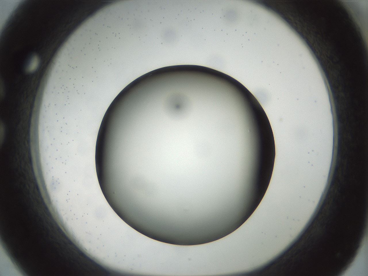 folderID300_plateID1300_batchID4305_wellNum26_profileID1_d1_r78705_ef.jpg