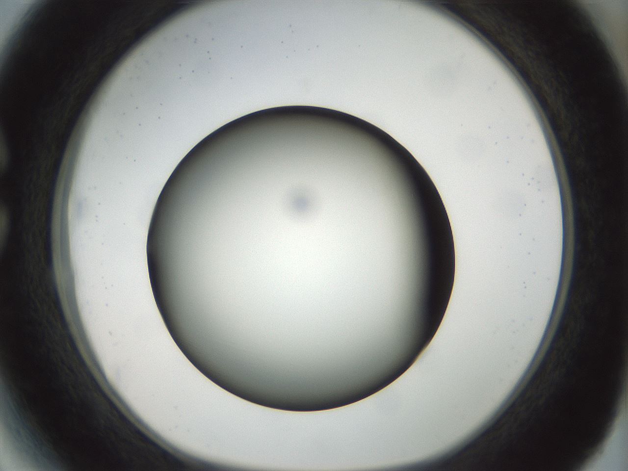folderID300_plateID1300_batchID4305_wellNum27_profileID1_d1_r78706_ef.jpg