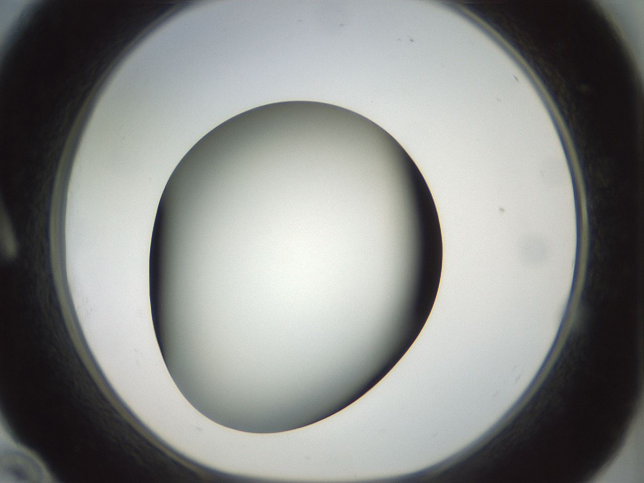 folderID300_plateID1300_batchID4305_wellNum10_profileID1_d1_r78689_ef.jpg