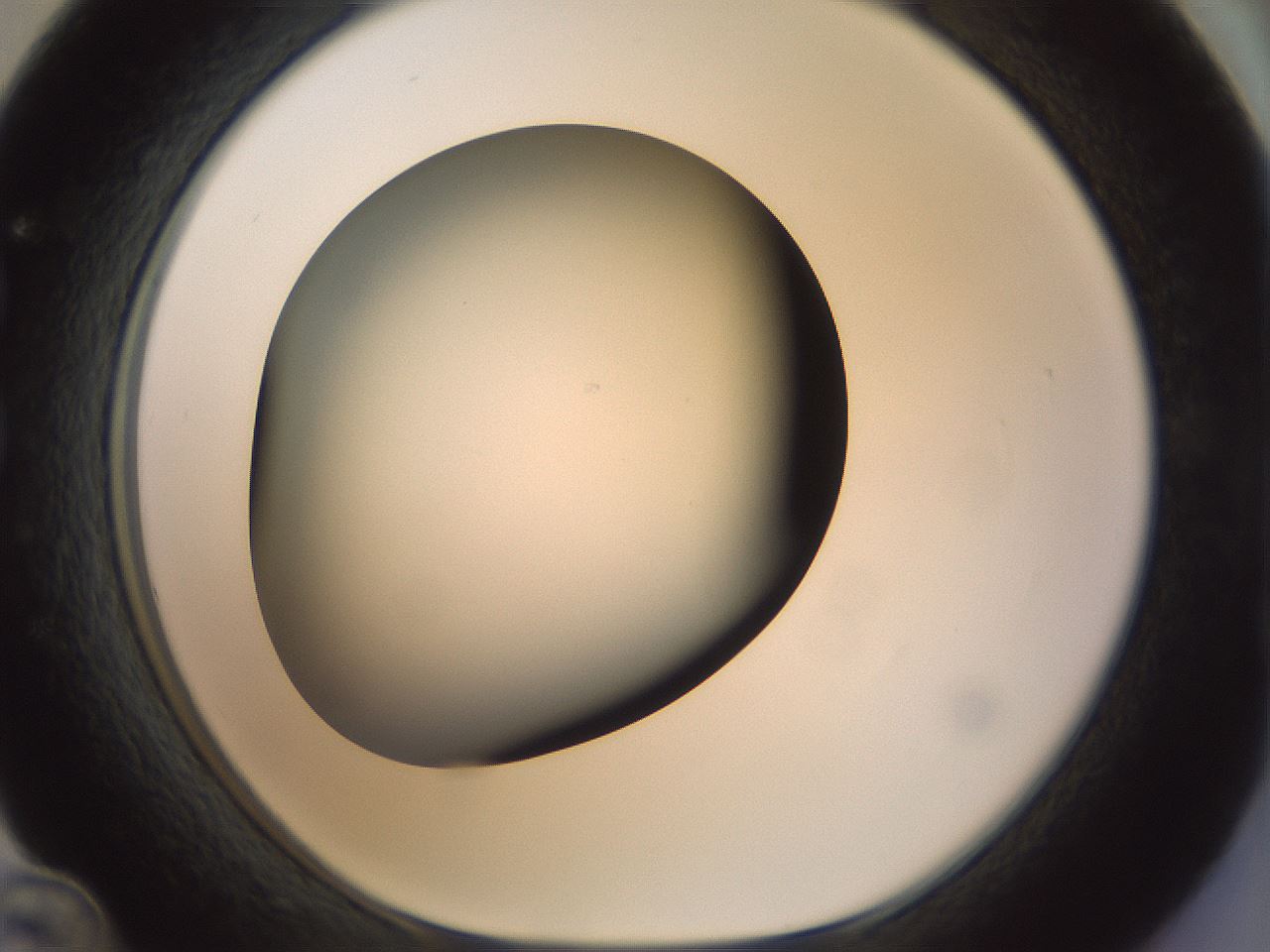 folderID300_plateID1300_batchID4305_wellNum36_profileID1_d1_r78715_ef.jpg