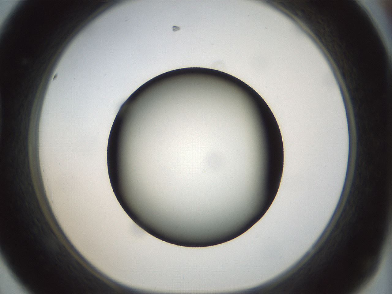 folderID300_plateID1300_batchID4305_wellNum44_profileID1_d1_r78723_ef.jpg