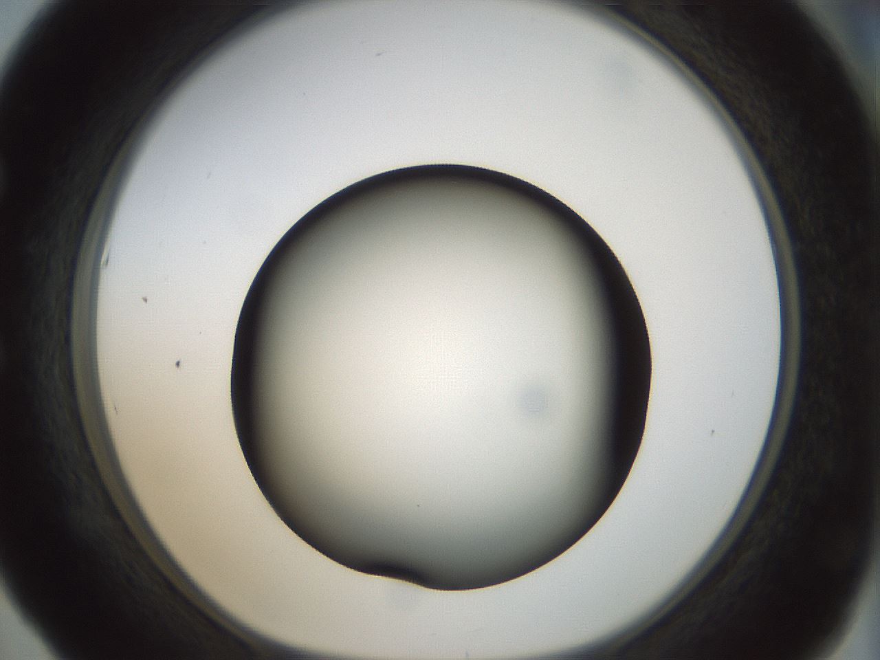 folderID300_plateID1300_batchID4305_wellNum53_profileID1_d1_r78732_ef.jpg