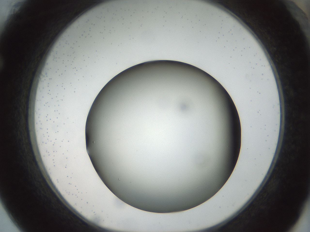 folderID300_plateID1300_batchID4305_wellNum61_profileID1_d1_r78740_ef.jpg