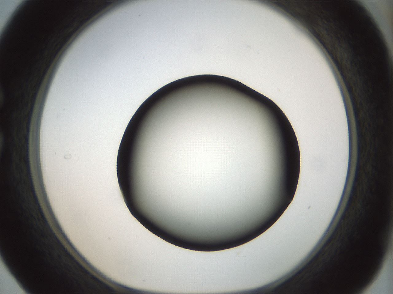 folderID300_plateID1300_batchID4305_wellNum29_profileID1_d1_r78708_ef.jpg