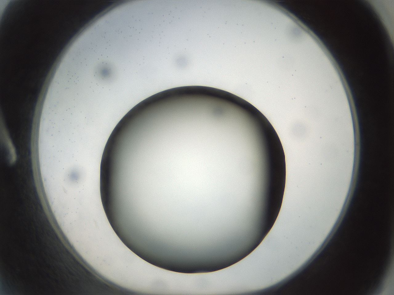 folderID300_plateID1300_batchID4305_wellNum2_profileID1_d1_r78681_ef.jpg
