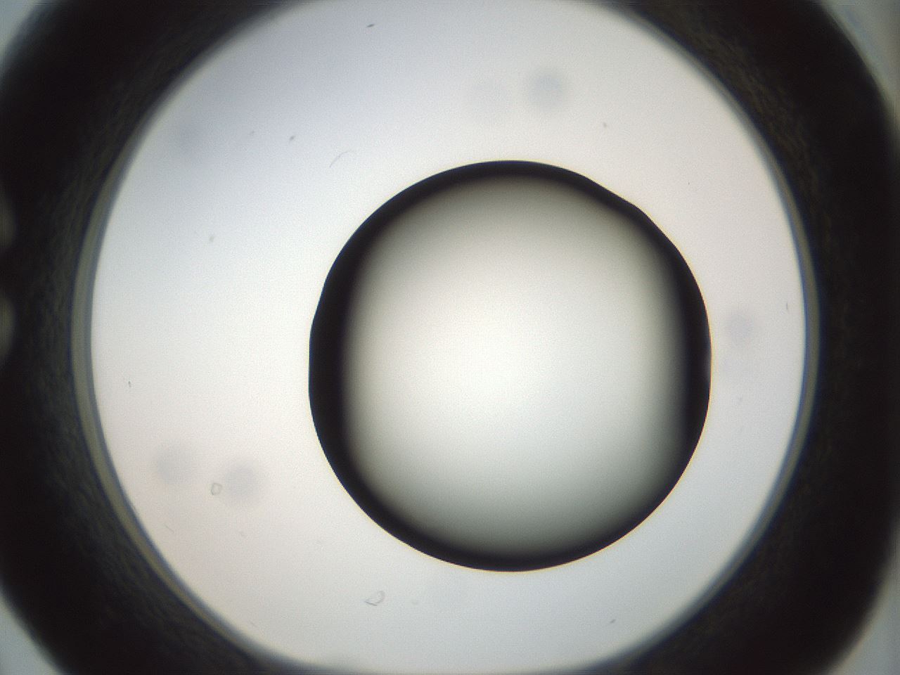 folderID300_plateID1300_batchID4305_wellNum30_profileID1_d1_r78709_ef.jpg