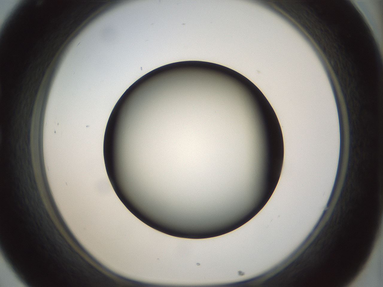 folderID300_plateID1300_batchID4305_wellNum32_profileID1_d1_r78711_ef.jpg