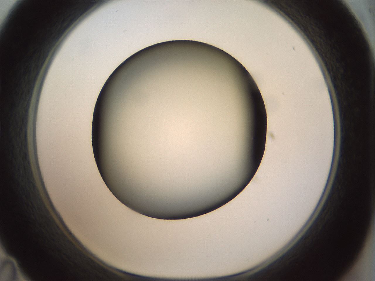 folderID300_plateID1300_batchID4305_wellNum35_profileID1_d1_r78714_ef.jpg
