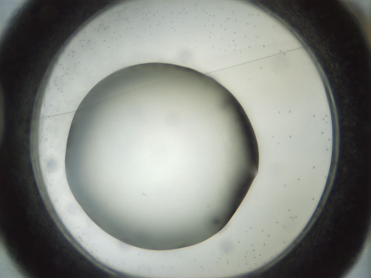 folderID300_plateID1300_batchID4305_wellNum37_profileID1_d1_r78716_ef.jpg