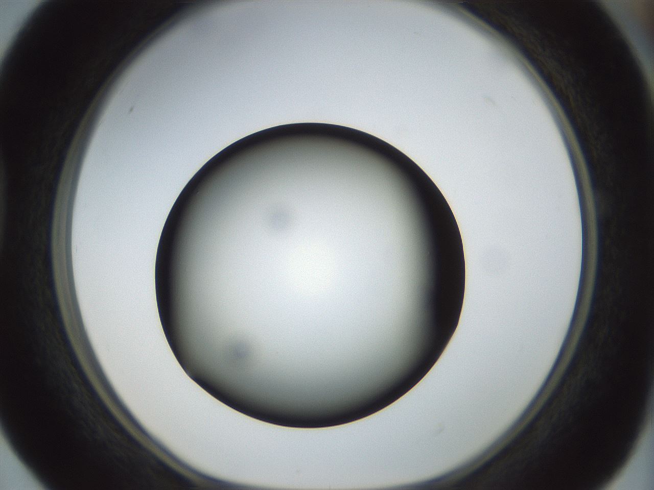 folderID300_plateID1300_batchID4305_wellNum40_profileID1_d1_r78719_ef.jpg