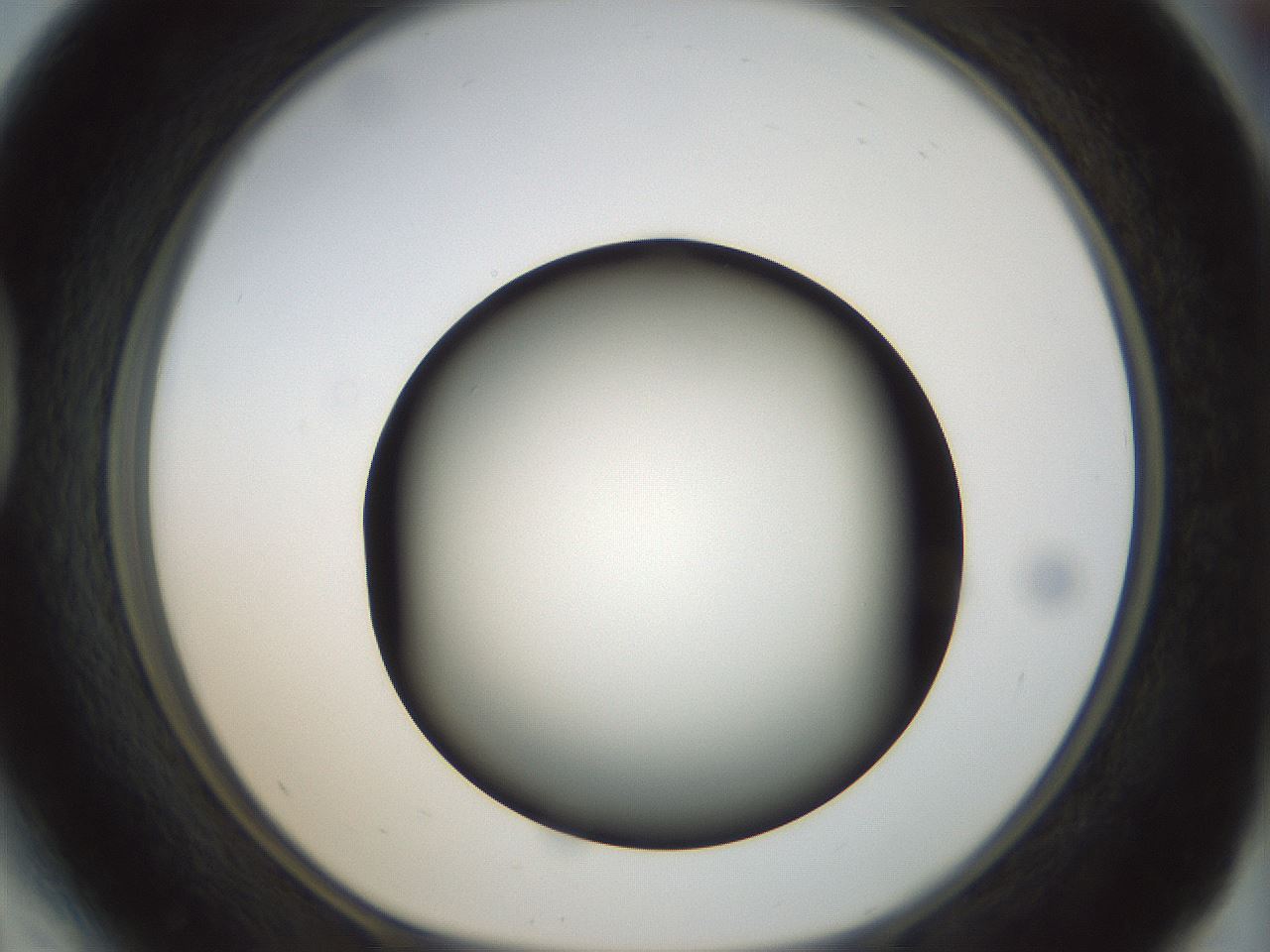 folderID300_plateID1300_batchID4305_wellNum41_profileID1_d1_r78720_ef.jpg