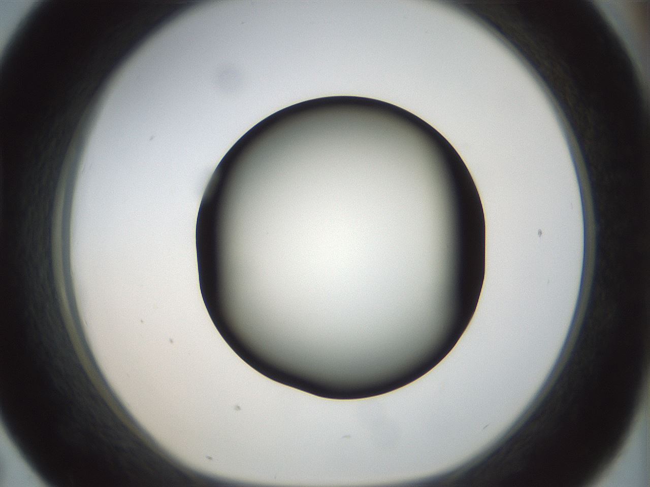 folderID300_plateID1300_batchID4305_wellNum43_profileID1_d1_r78722_ef.jpg