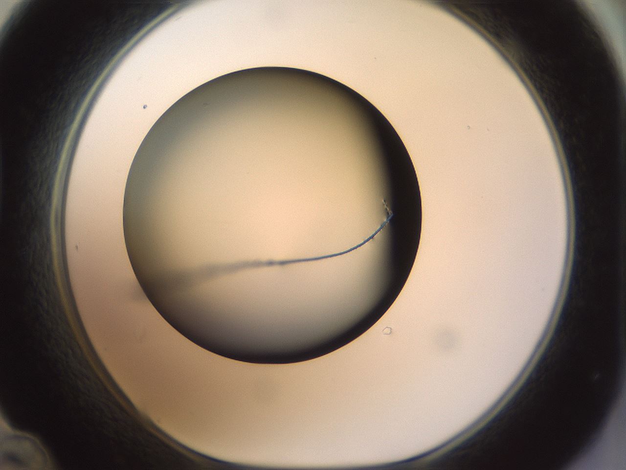 folderID300_plateID1300_batchID4305_wellNum48_profileID1_d1_r78727_ef.jpg