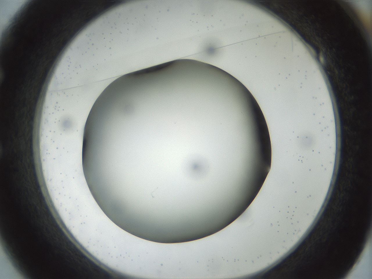 folderID300_plateID1300_batchID4305_wellNum49_profileID1_d1_r78728_ef.jpg