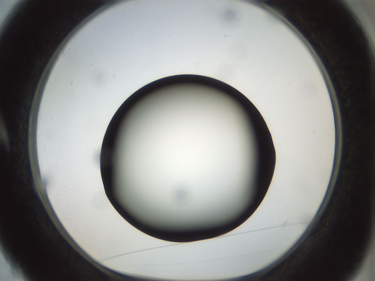 folderID300_plateID1300_batchID4305_wellNum4_profileID1_d1_r78683_ef.jpg
