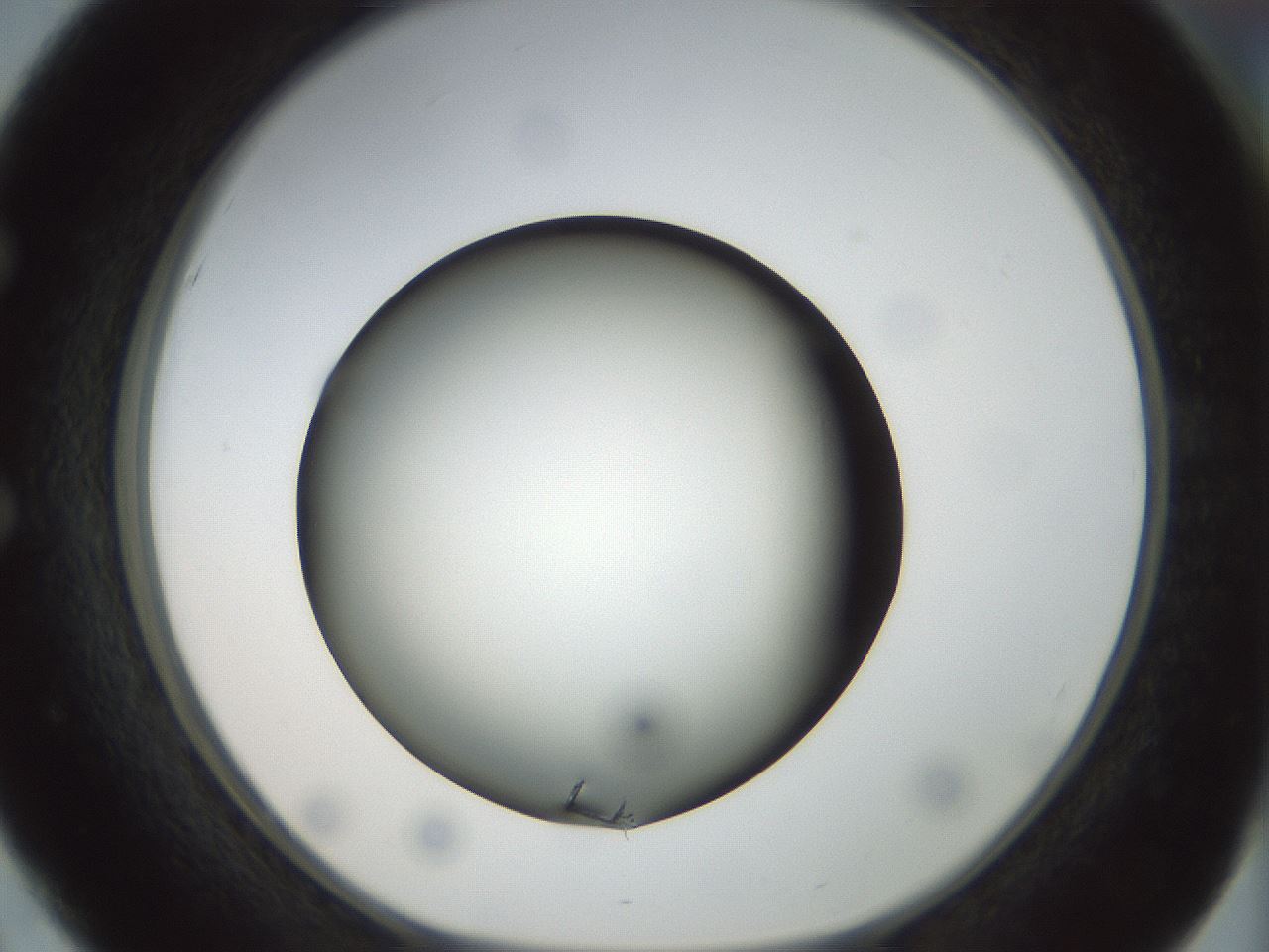 folderID300_plateID1300_batchID4305_wellNum51_profileID1_d1_r78730_ef.jpg