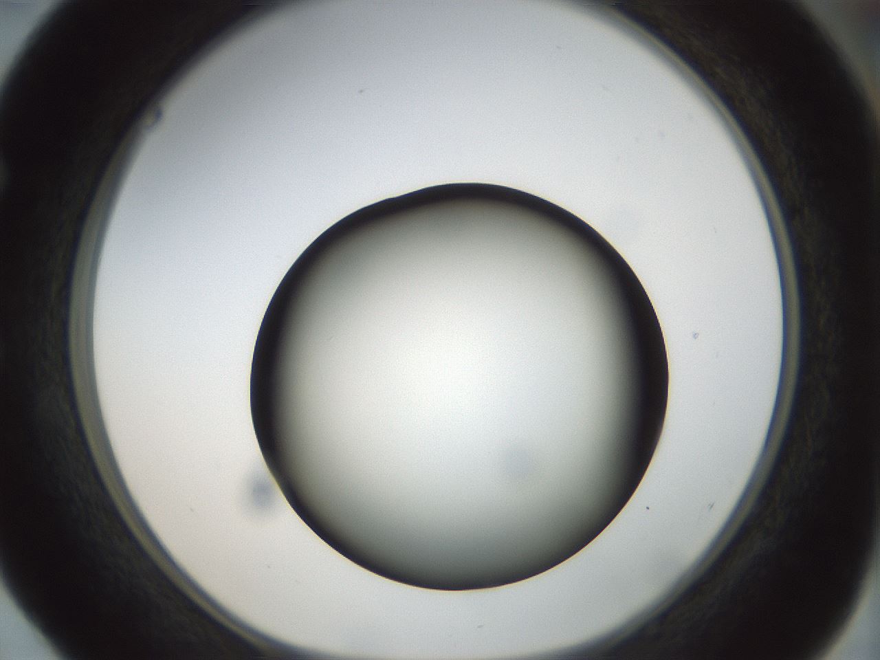 folderID300_plateID1300_batchID4305_wellNum52_profileID1_d1_r78731_ef.jpg