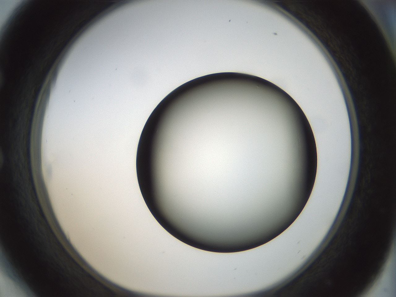 folderID300_plateID1300_batchID4305_wellNum54_profileID1_d1_r78733_ef.jpg